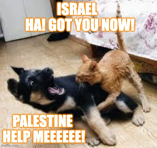 Palestine vs Israel | ISRAEL 
 HA! GOT YOU NOW! PALESTINE 
HELP MEEEEEE! | image tagged in cat dog fight | made w/ Imgflip meme maker