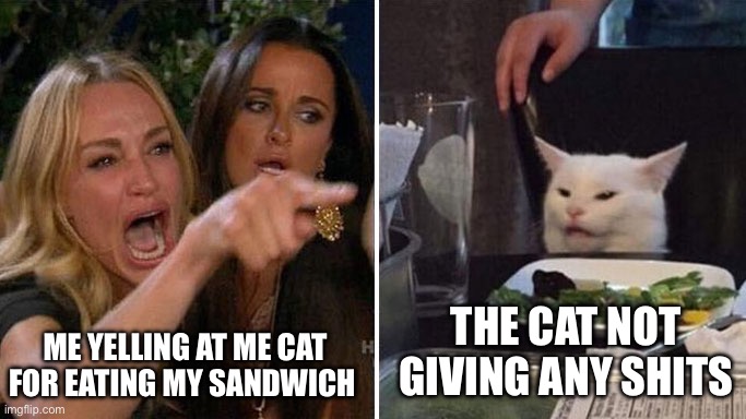 Angry lady cat | ME YELLING AT ME CAT FOR EATING MY SANDWICH; THE CAT NOT GIVING ANY SHITS | image tagged in angry lady cat | made w/ Imgflip meme maker
