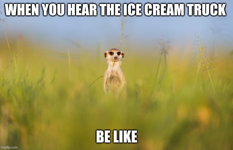 mercat | WHEN YOU HEAR THE ICE CREAM TRUCK; BE LIKE | image tagged in ice cream | made w/ Imgflip meme maker