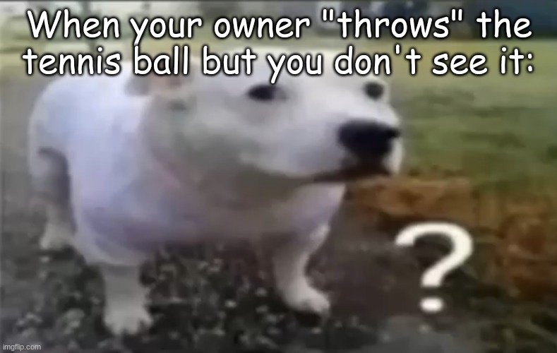 Where da ball go | When your owner "throws" the tennis ball but you don't see it: | image tagged in dogs | made w/ Imgflip meme maker