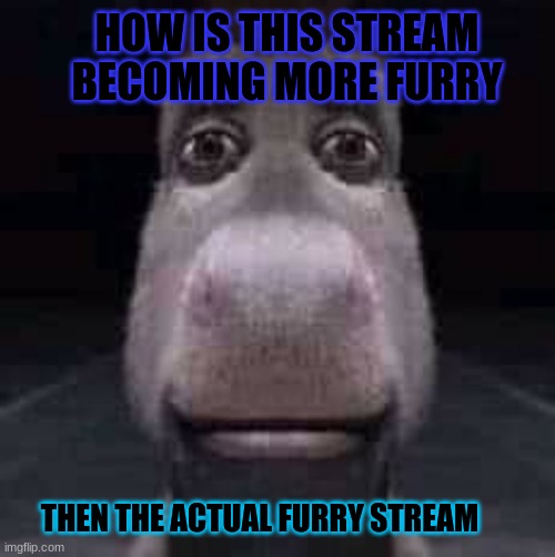 Donkey staring | HOW IS THIS STREAM BECOMING MORE FURRY; THEN THE ACTUAL FURRY STREAM | image tagged in donkey staring | made w/ Imgflip meme maker