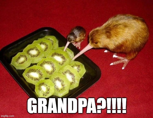 kiwi slice |  GRANDPA?!!!! | image tagged in kiwi,kiwifruit,kiwi fruit,fruit,kiwibird,bird | made w/ Imgflip meme maker
