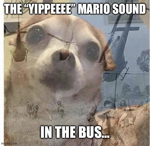 PTSD Chihuahua | THE “YIPPEEEE” MARIO SOUND IN THE BUS… | image tagged in ptsd chihuahua | made w/ Imgflip meme maker