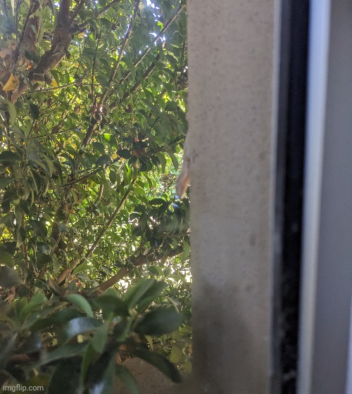 Gecko outside my window | made w/ Imgflip meme maker