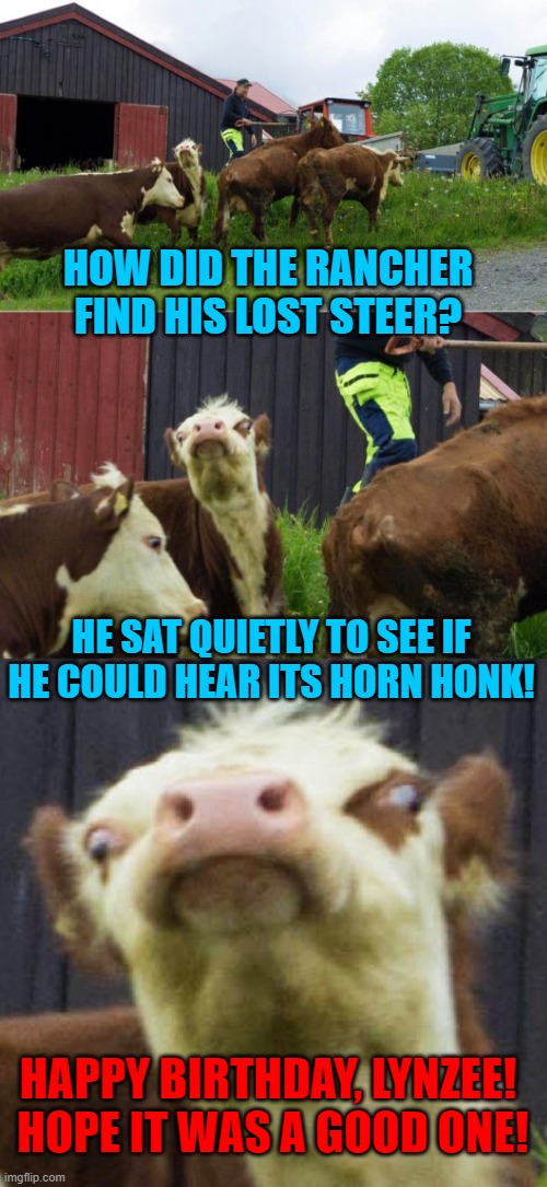 Bad pun cow  | HOW DID THE RANCHER FIND HIS LOST STEER? HE SAT QUIETLY TO SEE IF HE COULD HEAR ITS HORN HONK! HAPPY BIRTHDAY, LYNZEE!  HOPE IT WAS A GOOD ONE! | image tagged in bad pun cow | made w/ Imgflip meme maker