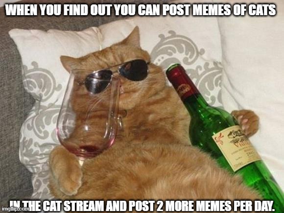 ITS TRUE THOUGH- | WHEN YOU FIND OUT YOU CAN POST MEMES OF CATS; IN THE CAT STREAM AND POST 2 MORE MEMES PER DAY. | image tagged in funny cat birthday | made w/ Imgflip meme maker