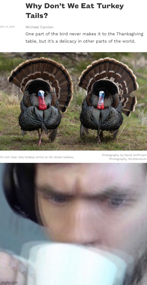 This is concerning. Why the hell would we eat Turkey Tails?? | image tagged in concerned sean intensifies no space | made w/ Imgflip meme maker