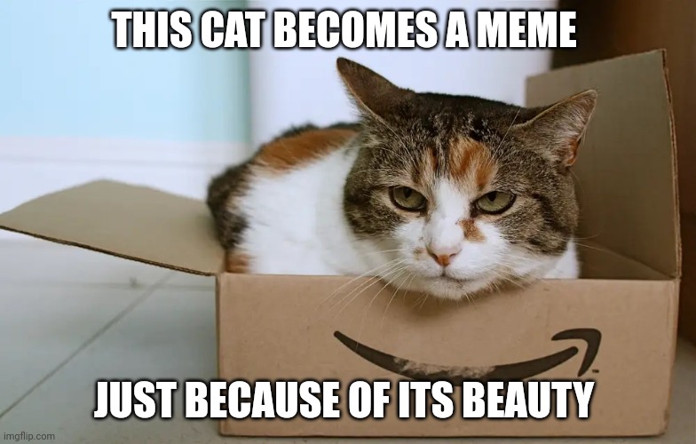 Cat in a Box | THIS CAT BECOMES A MEME; JUST BECAUSE OF ITS BEAUTY | image tagged in cat in a box | made w/ Imgflip meme maker