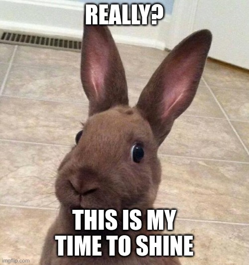 Really? Rabbit | REALLY? THIS IS MY TIME TO SHINE | image tagged in really rabbit | made w/ Imgflip meme maker