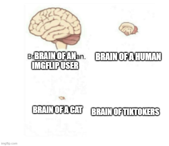 BRAIN OF AN IMGFLIP USER BRAIN OF A HUMAN BRAIN OF A CAT BRAIN OF TIKTOKERS | image tagged in brain size comparison | made w/ Imgflip meme maker