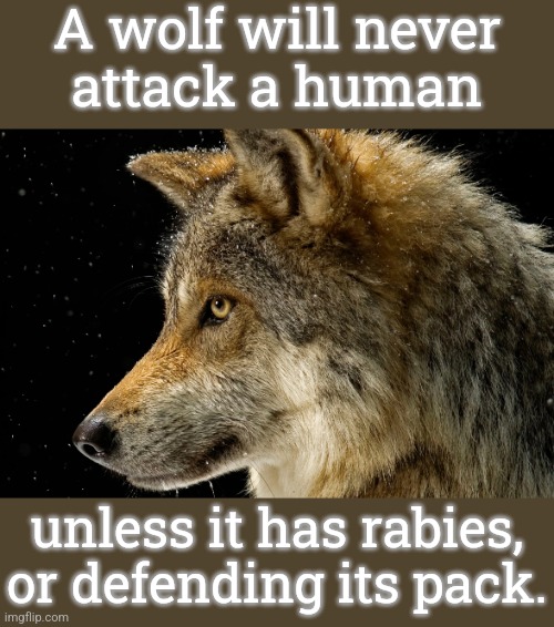 False depictions. | A wolf will never
attack a human; unless it has rabies,
or defending its pack. | image tagged in wolf,stop using anti-animal language,slander,nature | made w/ Imgflip meme maker