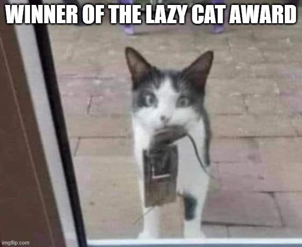 cats | WINNER OF THE LAZY CAT AWARD | image tagged in hilarious memes | made w/ Imgflip meme maker