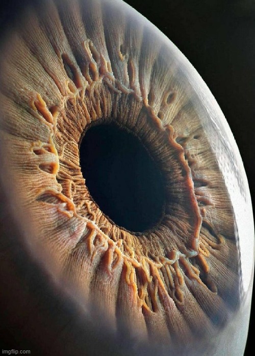 the human eye up close | image tagged in awesome | made w/ Imgflip meme maker
