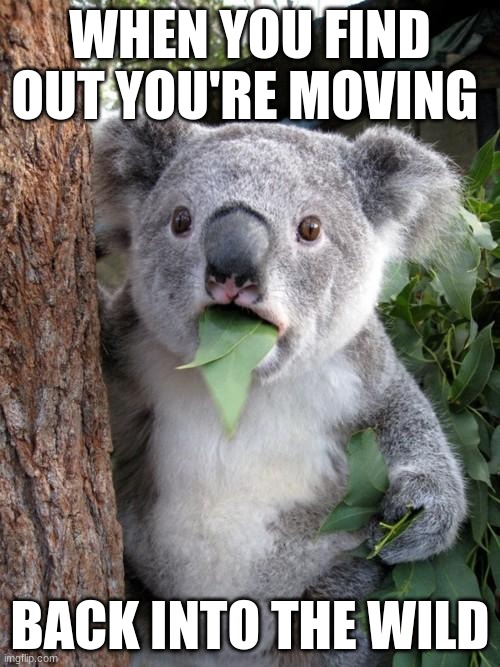 koalas being released | WHEN YOU FIND OUT YOU'RE MOVING; BACK INTO THE WILD | image tagged in memes,surprised koala | made w/ Imgflip meme maker