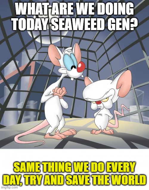 What are we doing today? Saving the World | WHAT ARE WE DOING TODAY SEAWEED GEN? SAME THING WE DO EVERY DAY, TRY AND SAVE THE WORLD | image tagged in pinky and the brain | made w/ Imgflip meme maker