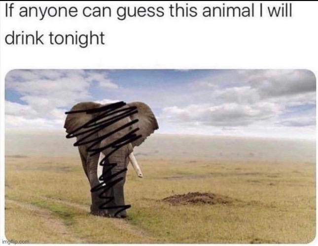 Guess the animal | image tagged in guess,this,animal,me irl,memes,repost | made w/ Imgflip meme maker