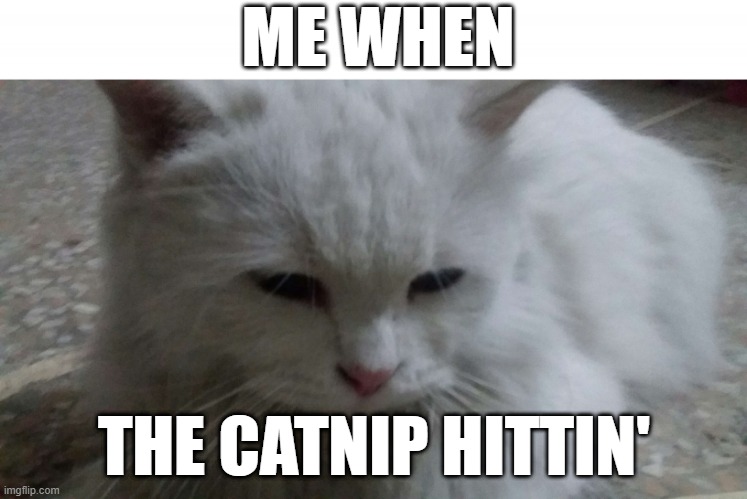 the catnip hittin' | ME WHEN; THE CATNIP HITTIN' | image tagged in fluffy | made w/ Imgflip meme maker