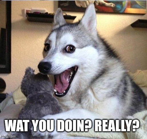 Dog | WAT YOU DOIN? REALLY? | image tagged in dog | made w/ Imgflip meme maker