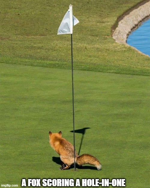A fox scoring a Hole-in-One |  A FOX SCORING A HOLE-IN-ONE | image tagged in fox,golf | made w/ Imgflip meme maker