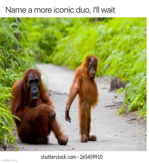 team team | image tagged in monkey,name a more iconic duo | made w/ Imgflip meme maker