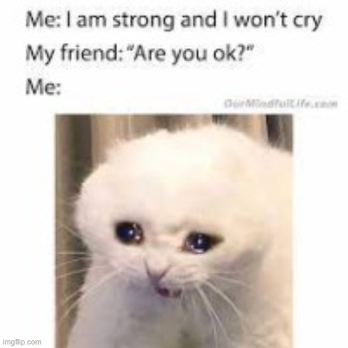 *sad cat noises* | image tagged in cat crying | made w/ Imgflip meme maker