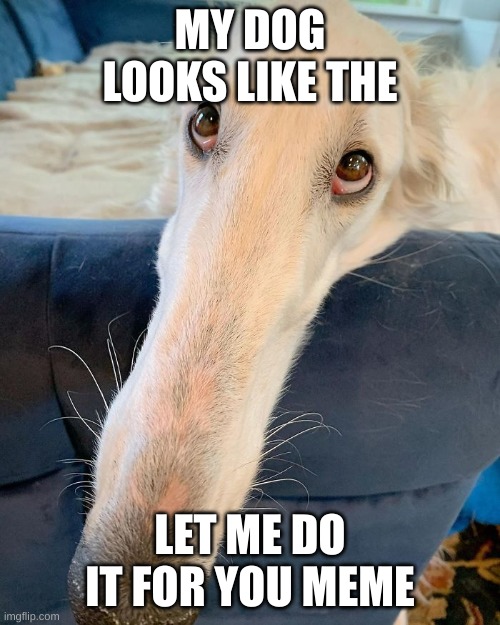 goofy dog | MY DOG LOOKS LIKE THE; LET ME DO IT FOR YOU MEME | image tagged in let me do it,meme,dog | made w/ Imgflip meme maker