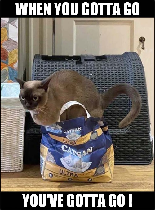 A Very Well Trained Cat ! | WHEN YOU GOTTA GO; YOU'VE GOTTA GO ! | image tagged in cats,well trained,cat litter | made w/ Imgflip meme maker
