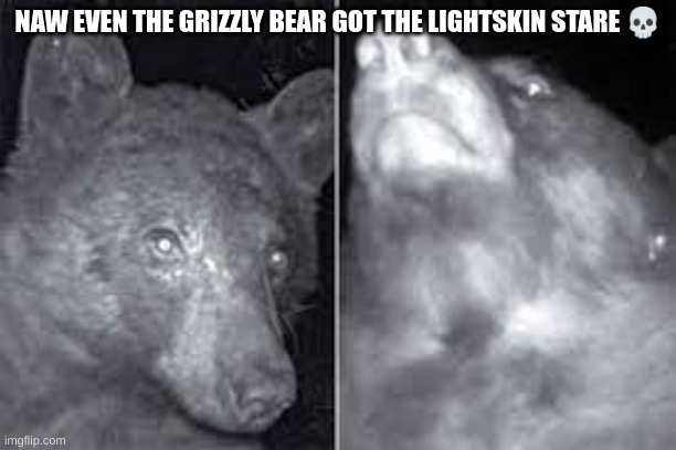 this is the real grizzly bear | NAW EVEN THE GRIZZLY BEAR GOT THE LIGHTSKIN STARE 💀 | image tagged in grizzly bear | made w/ Imgflip meme maker