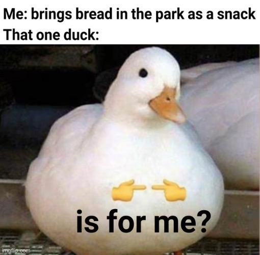 Yes duck, is for you. | image tagged in is for me,repost,ducks,memes,funny,quack | made w/ Imgflip meme maker