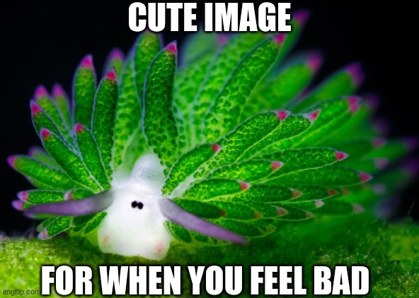 Leaf Sheep Slug | CUTE IMAGE; FOR WHEN YOU FEEL BAD | image tagged in sheep slug,cute,cute animals,feel good,not a meme,upvote | made w/ Imgflip meme maker