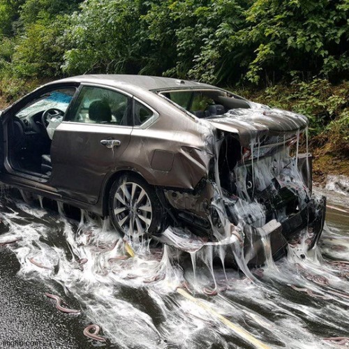 a crashed car containing loads of hagfish | made w/ Imgflip meme maker