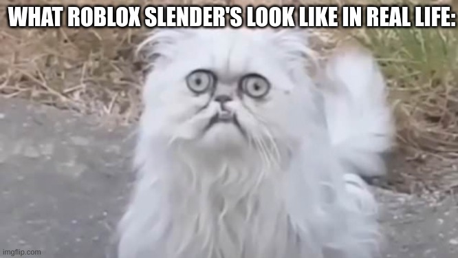 Ma there's a weird cat outside | WHAT ROBLOX SLENDER'S LOOK LIKE IN REAL LIFE: | image tagged in ma there's a weird cat outside | made w/ Imgflip meme maker