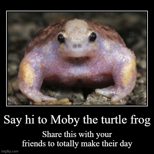 Moby the Turtle Frog | image tagged in funny,demotivationals | made w/ Imgflip demotivational maker