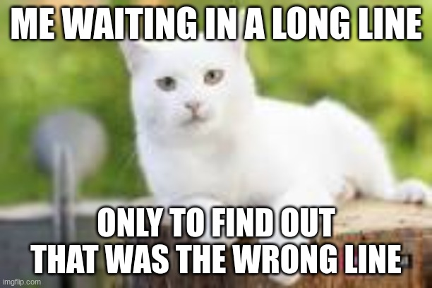 cat 134 | ME WAITING IN A LONG LINE; ONLY TO FIND OUT THAT WAS THE WRONG LINE | image tagged in cat | made w/ Imgflip meme maker