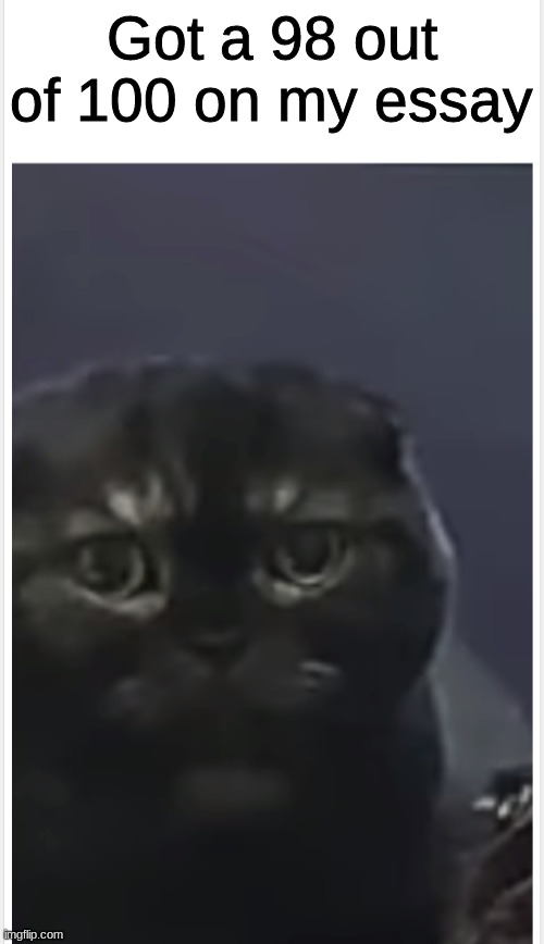 Debt Cat with Caption | Got a 98 out of 100 on my essay | image tagged in debt cat with caption | made w/ Imgflip meme maker