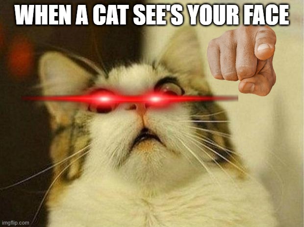 EWWWW!!!! SO UGLY! | WHEN A CAT SEE'S YOUR FACE | image tagged in memes,scared cat | made w/ Imgflip meme maker