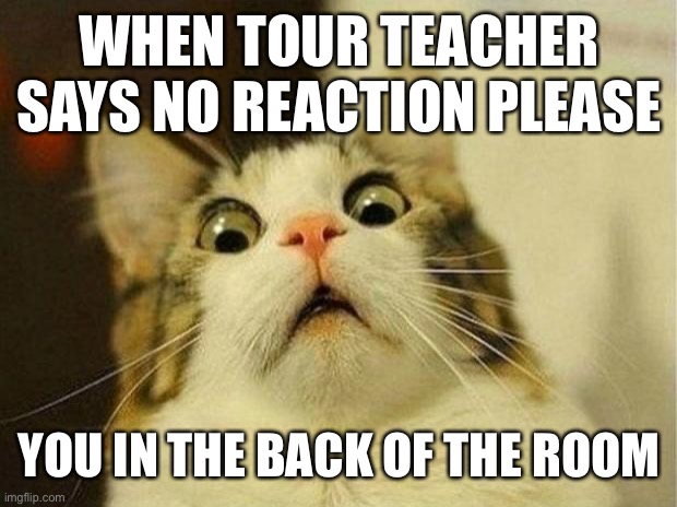 Scared Cat | WHEN TOUR TEACHER SAYS NO REACTION PLEASE; YOU IN THE BACK OF THE ROOM | image tagged in memes,scared cat | made w/ Imgflip meme maker