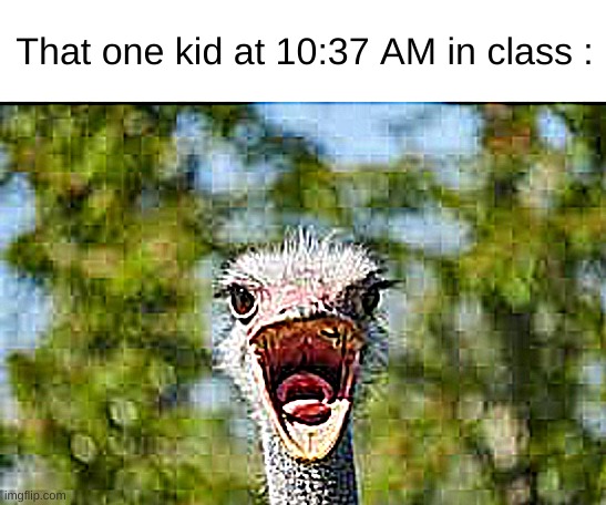 OSTRICH | That one kid at 10:37 AM in class : | image tagged in yelling ostrich | made w/ Imgflip meme maker
