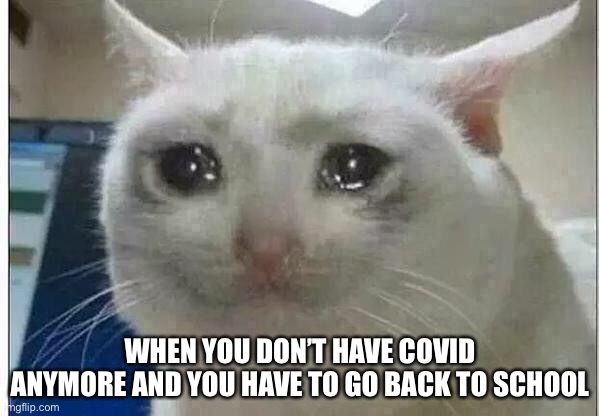 crying cat | WHEN YOU DON’T HAVE COVID ANYMORE AND YOU HAVE TO GO BACK TO SCHOOL | image tagged in crying cat,covid | made w/ Imgflip meme maker