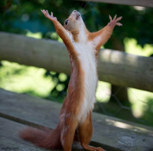 Squirrel Hallelujah | image tagged in squirrel hallelujah | made w/ Imgflip meme maker