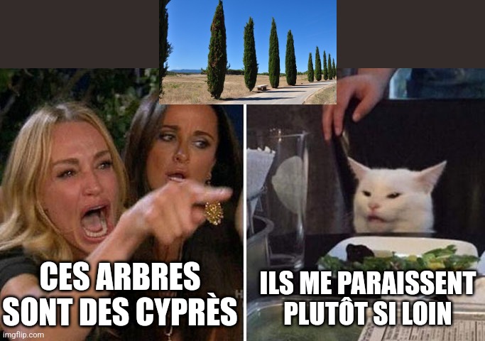 Angry lady cat | CES ARBRES SONT DES CYPRÈS; ILS ME PARAISSENT PLUTÔT SI LOIN | image tagged in angry lady cat | made w/ Imgflip meme maker