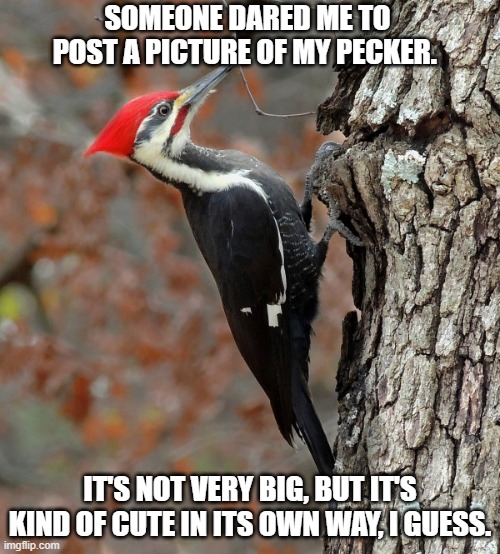 Pecker | SOMEONE DARED ME TO POST A PICTURE OF MY PECKER. IT'S NOT VERY BIG, BUT IT'S KIND OF CUTE IN ITS OWN WAY, I GUESS. | image tagged in pecker | made w/ Imgflip meme maker