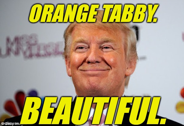 Donald trump approves | ORANGE TABBY. BEAUTIFUL. | image tagged in donald trump approves | made w/ Imgflip meme maker