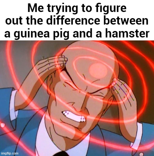 Professor X | Me trying to figure out the difference between a guinea pig and a hamster | made w/ Imgflip meme maker
