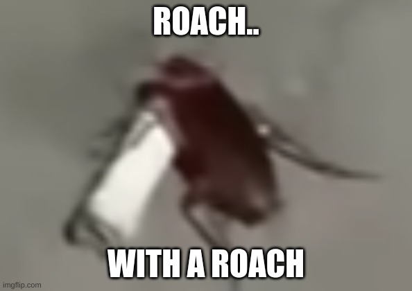 Roach wit da roach | ROACH.. WITH A ROACH | image tagged in funny,smoke | made w/ Imgflip meme maker