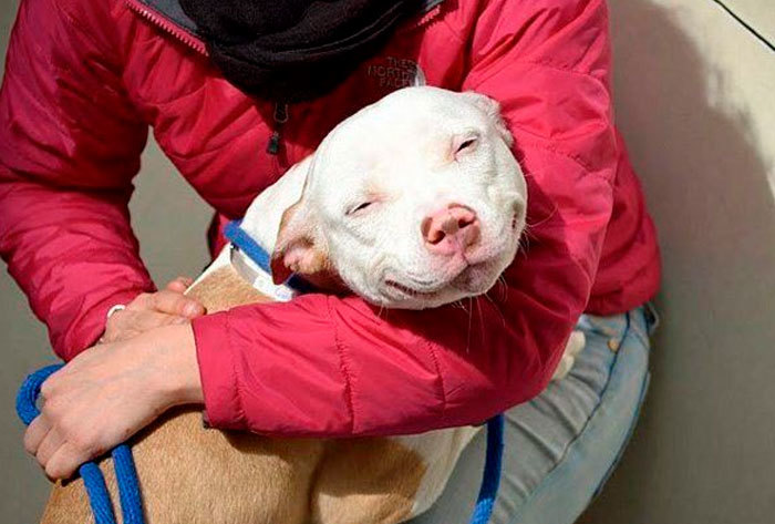 Smiling dog Blank Meme Template