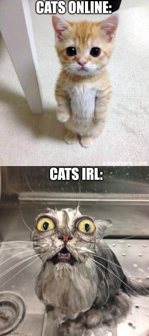 CATS ONLINE:; CATS IRL: | image tagged in memes,cute cat,wet scary cat | made w/ Imgflip meme maker