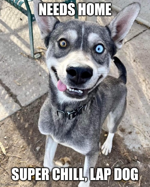 Crazy eyed dog | NEEDS HOME; SUPER CHILL, LAP DOG | image tagged in insanity puppy,husky,grey,crazy eyes | made w/ Imgflip meme maker