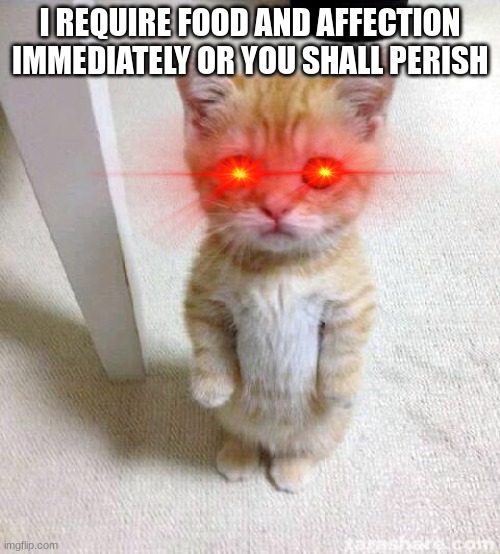 I swear. Some cats are just like this. But not my little guys. They're adorable. |  I REQUIRE FOOD AND AFFECTION IMMEDIATELY OR YOU SHALL PERISH | image tagged in memes,cute cat | made w/ Imgflip meme maker