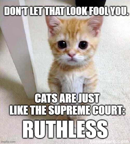 CATS | DON'T LET THAT LOOK FOOL YOU. CATS ARE JUST LIKE THE SUPREME COURT:; RUTHLESS | image tagged in memes,cute cat | made w/ Imgflip meme maker